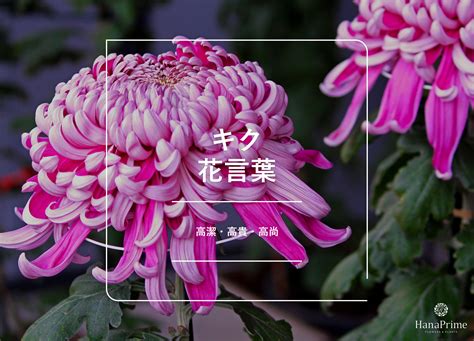 菊 風水|キク（菊）の花言葉と風水｜名前の由来 ｜ 花言葉・ 